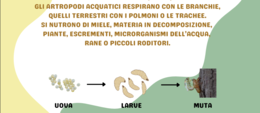 VERTEBRATI E INVERTEBRATI: MINI BOOK