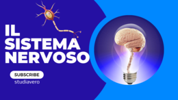 Video educativi - sistema nervoso