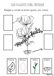 Le parti del fiore