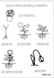 Il ciclo vitale della pianta