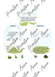 Le piante: mappa concettuale e verifica – Scienze primaria