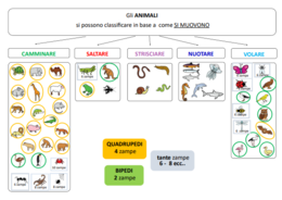 SCIENZE - Gli animali (nozioni base)