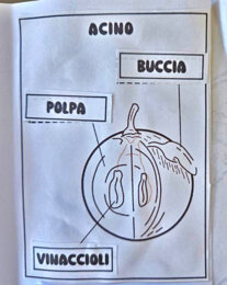 🍇 Lapbook dell’Uva