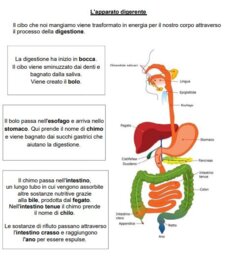 Il corpo umano