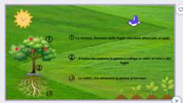 Gli esseri viventi: le piante