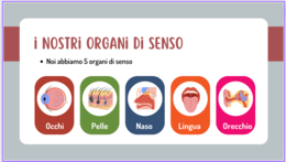 organi di senso