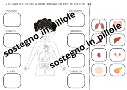 Il corpo umano e la digestione