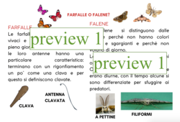 I lepidotteri: Ciclo vitale della farfalla