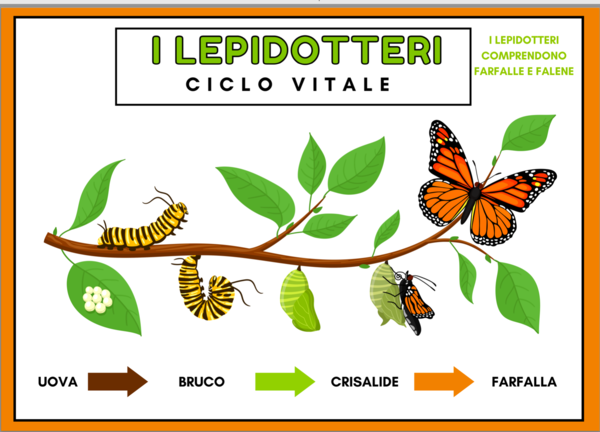 I lepidotteri: Ciclo vitale della farfalla