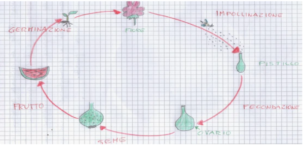 DAL FIORE AL FRUTTO, SCIENZE CLASSE SECONDA PRIMARIA