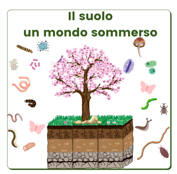 Il suolo; un mondo sommerso da scoprire