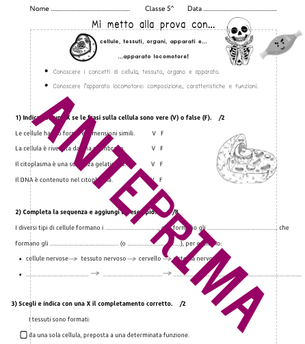 Verifica corpo umano e apparato locomotore