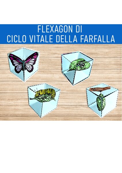 flexagon di ciclo vitale della farfalla