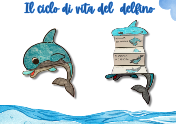 Il ciclo di vita del delfino.