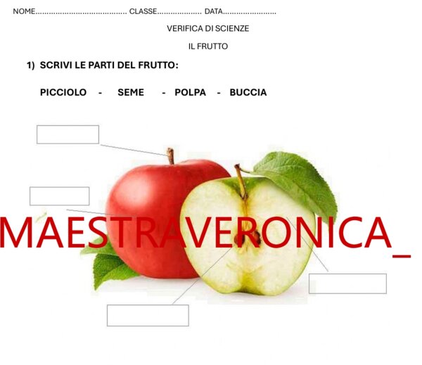 VERIFICA DI SCIENZE SEMPLIFICATA - IL FRUTTO