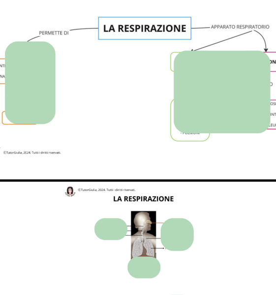 L'APPARATO RESPIRATORIO: LA RESPIRAZIONE