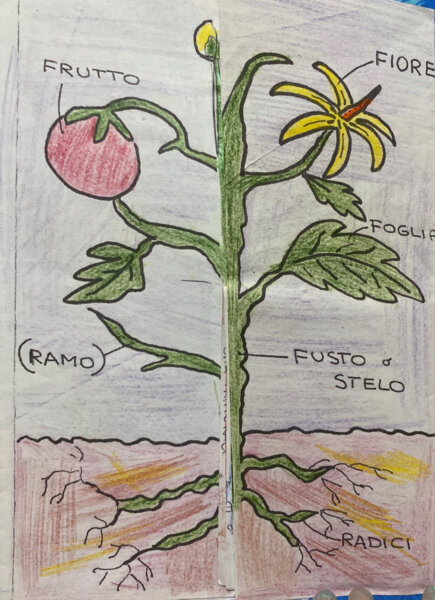 La pianta