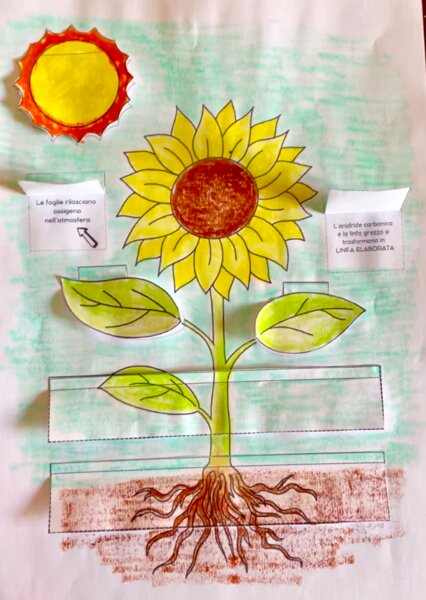 Lapbook LA PIANTA + fotosintesi clorofilliana Scienze