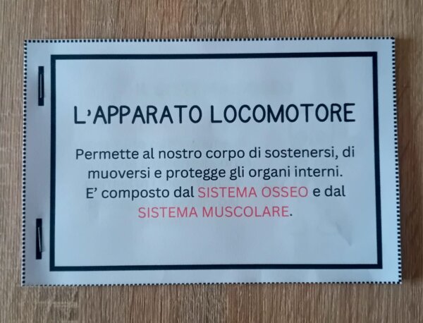 L' Apparato Locomotore - Flip Book
