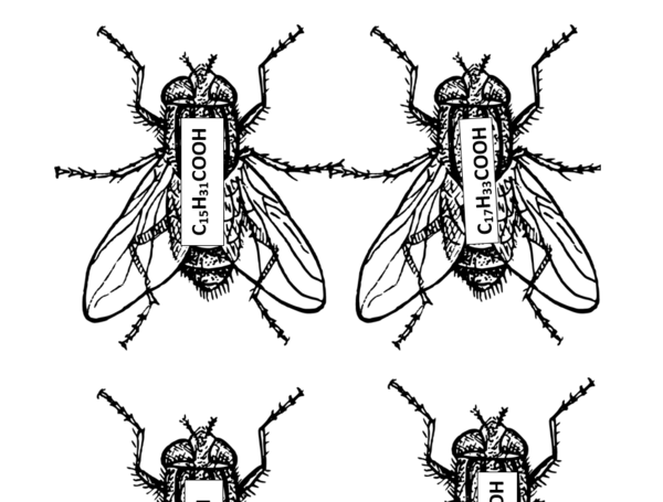 Mosche derivate dagli idrocarburi