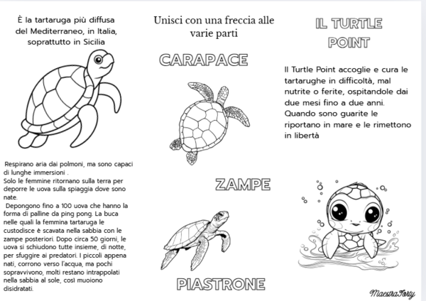 Conoscere le tartarughe marine