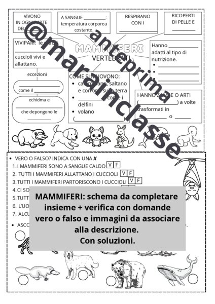 MAMMIFERI: schema e verifica (adatto per classe SECONDA e TERZA primaria)