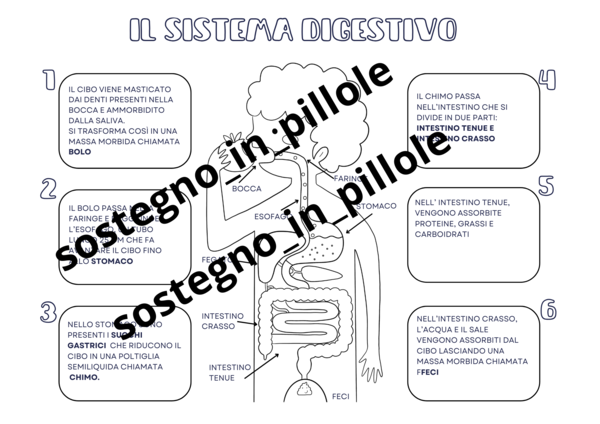 Il corpo umano e la digestione