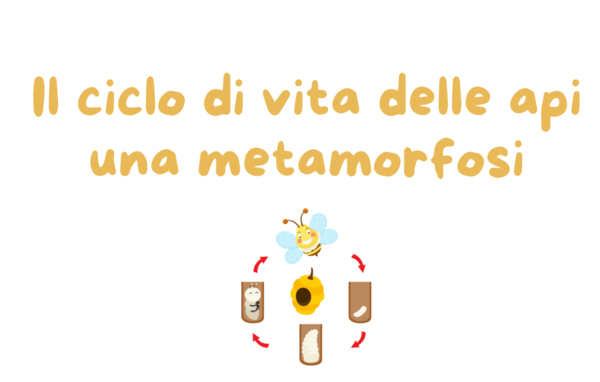 Il ciclo vitale dell'ape; la metamorfosi