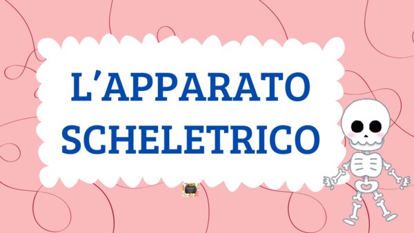 L'APPARATO SCHELETRICO - QUADERNO DI SCIENZE CL. 5^ -