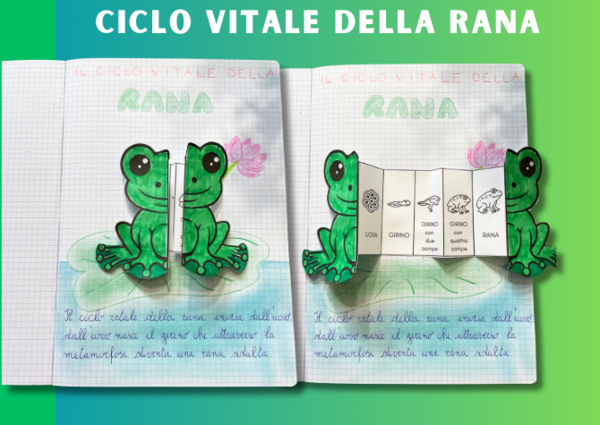 Ciclo vitale della rana