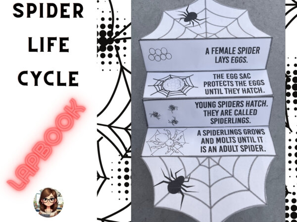 LAPBOOK: "Spider life cycle"