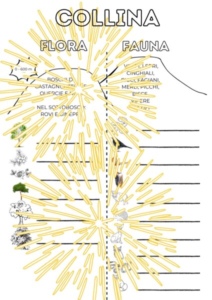 Flora e fauna della collina - geografia classe seconda