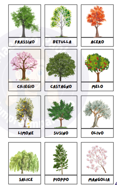 🌿40+ Immagini per la CLASSIFICAZIONE DELLE PIANTE 🌿