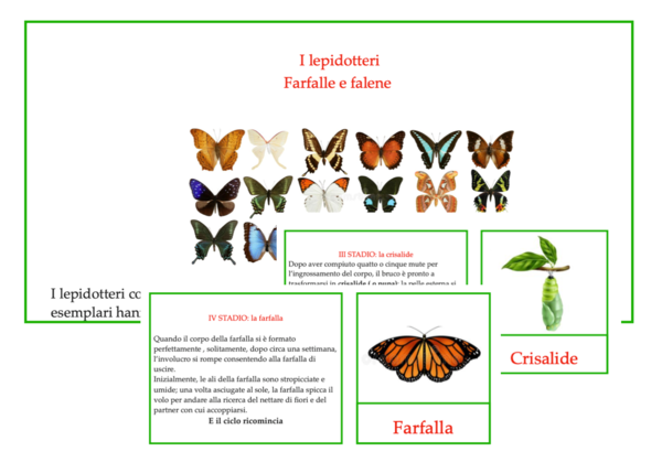 I lepidotteri-ciclo vitale