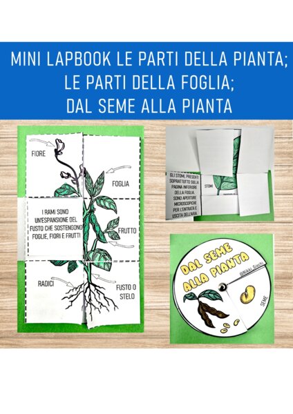🌿 Mini Lapbook – Le parti della pianta, della foglia e il ciclo vitale