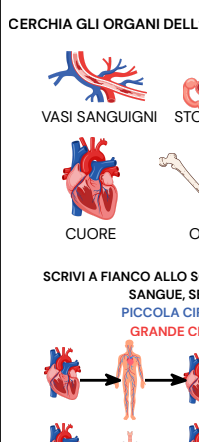 VERIFICA SEMPLIFICATA APPARATO CARDIOCIRCOLATORIO