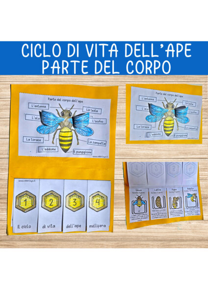 CICLO DI VITA DELL'APE