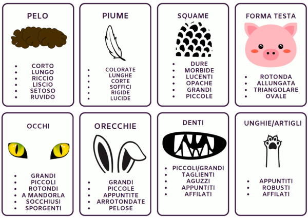 FLASHCARD DESCRIZIONE ANIMALI