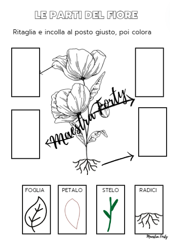 Le parti del fiore