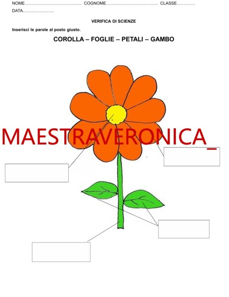 VERIFICA DI SCIENZE SEMPLIFICATA - IL FIORE