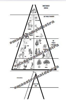 Montagna: fauna e flora in formato piramide apribile