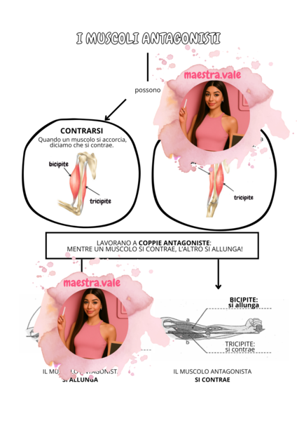 Scienze | Anatomia dei muscoli | Classe 5ª primaria