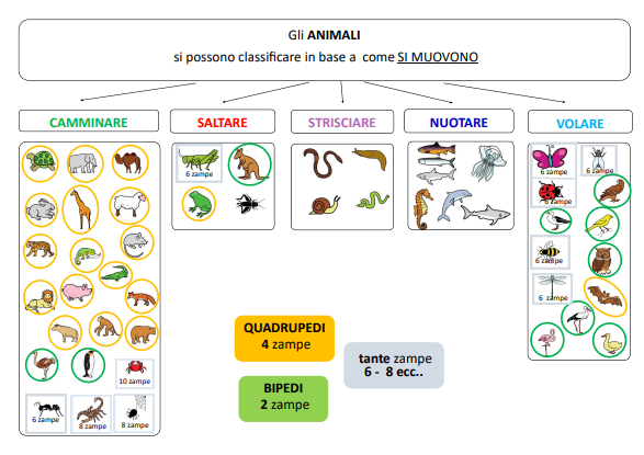 SCIENZE - Gli animali (nozioni base)
