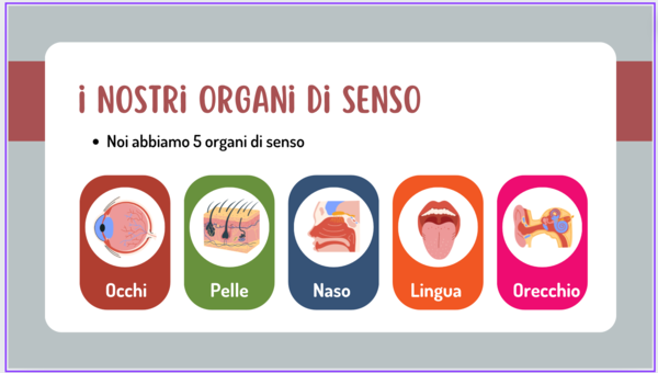 organi di senso