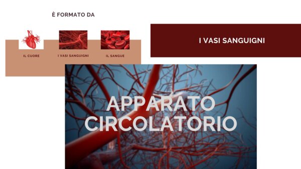 PPT apparato circolatorio