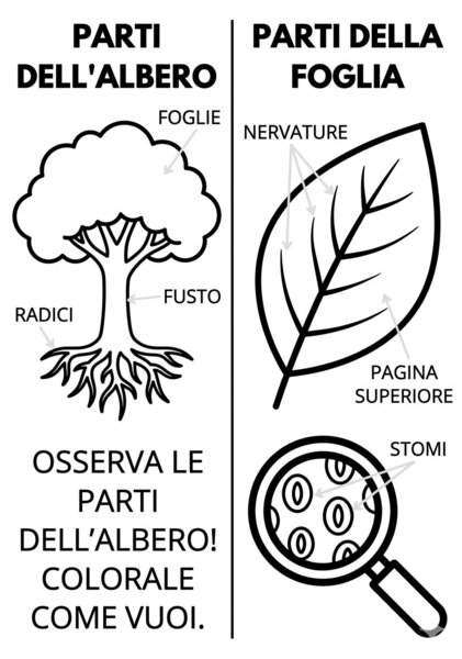 Il regno dei vegetali