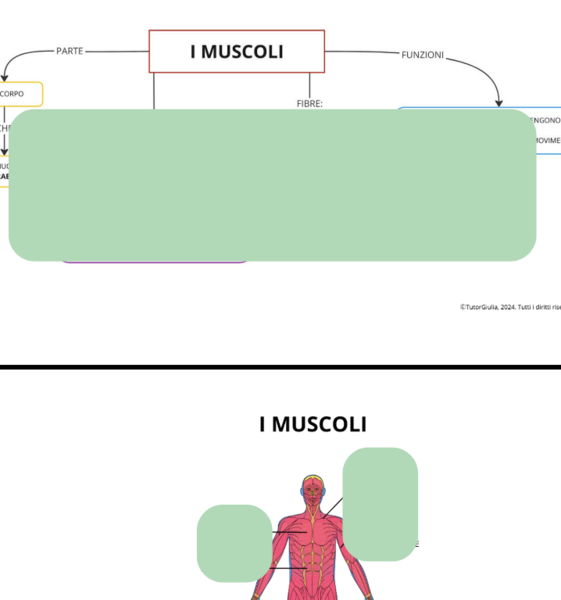 APPARATO MUSCOLARE: I MUSCOLI