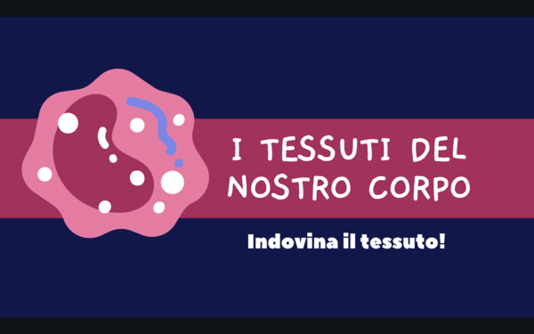 Tessuti - gioco interattivo LIM (scienze - corpo umano)