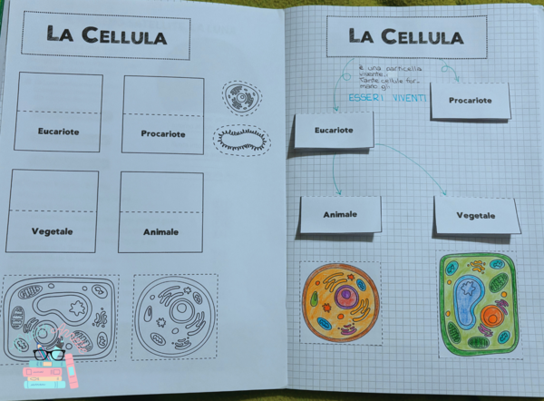 Dalla cellula ai tessuti