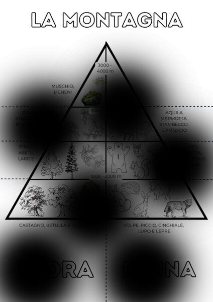 Flora e fauna della montagna - classe seconda Geografia